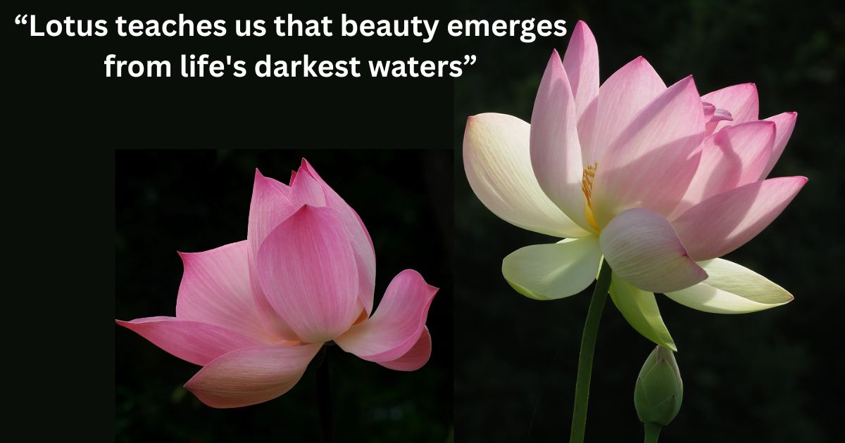 Lotus Flower Quotes for Spiritual Growth