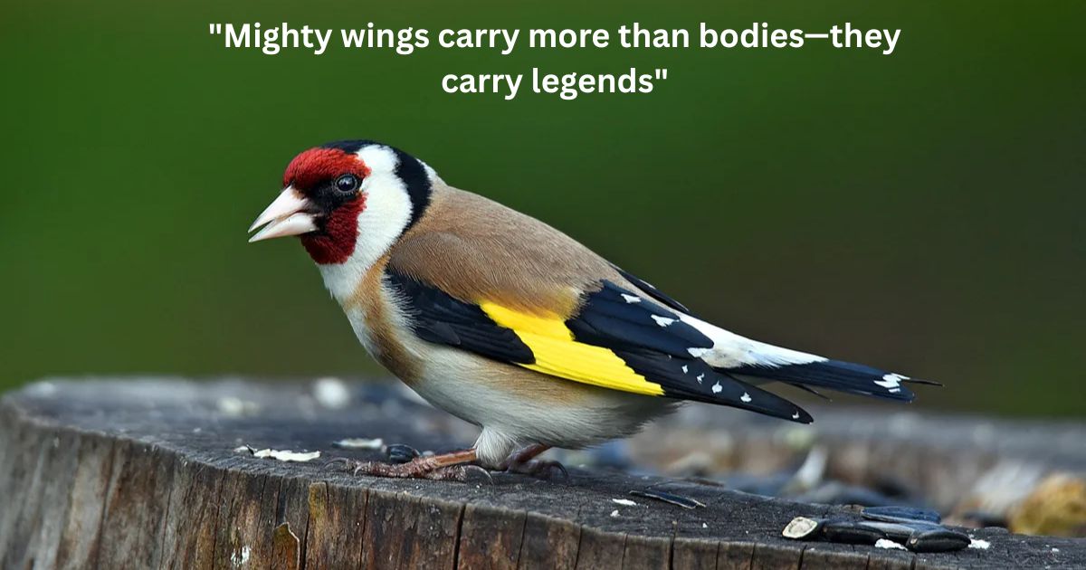 Majestic Wings Powerful Bird Captions for Instagram Posts