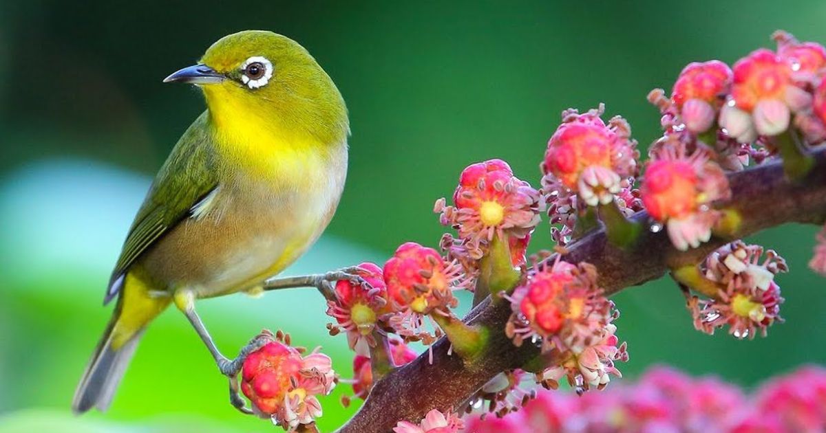 Migration Magic Seasonal Bird Journey Captions