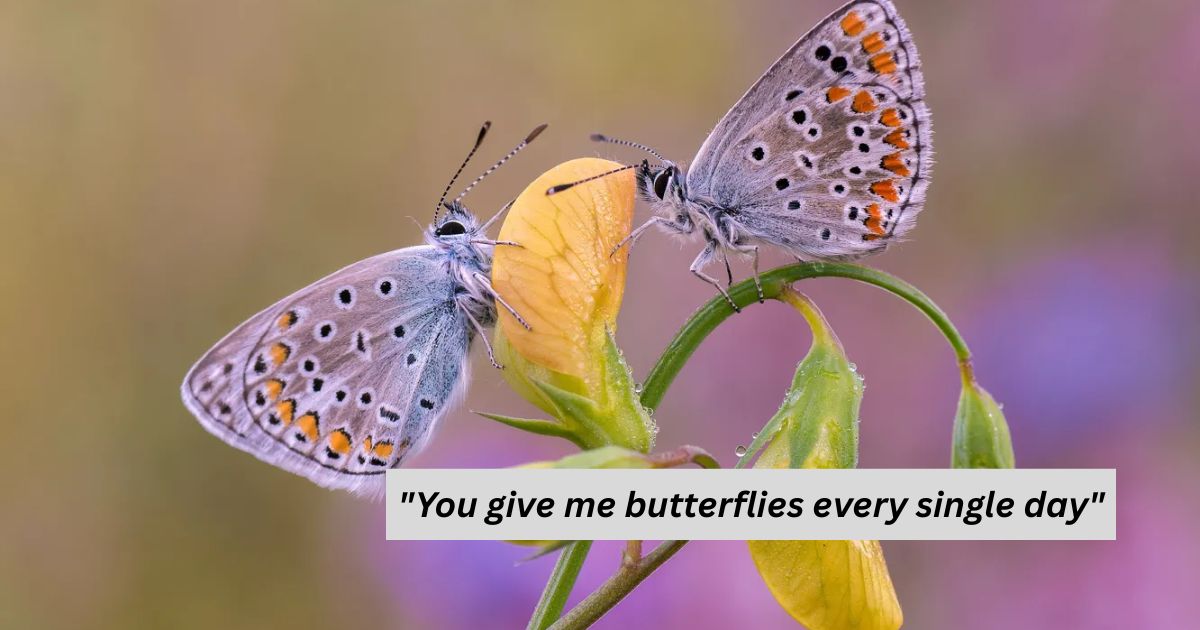 Romantic Butterfly Love Captions for Couples & Dating Content